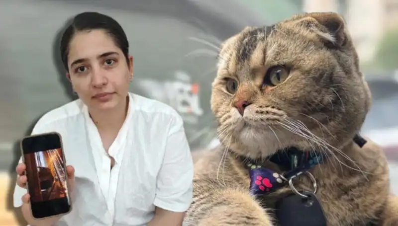 Evlilikte Kedi Etkisi: Eşim Boşanmak İstiyor, İşte Nedeni!