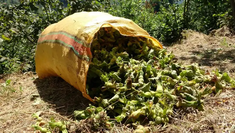 Giresun’da Fındık Hasadı Başladı: Tarım Üzerindeki Etkileri ve Gelecek Beklentileri