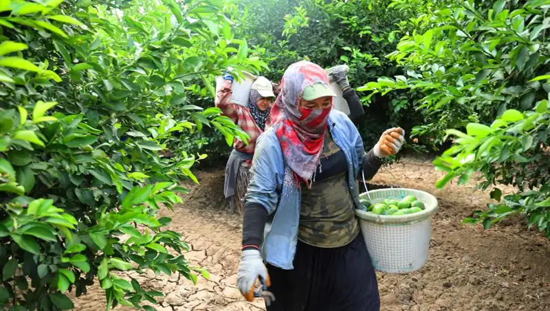 Markette Patates Kilosu Rekor Fiyatlara Ulaştı, Hasat ile Fiyatlar Düşmeye Başladı!