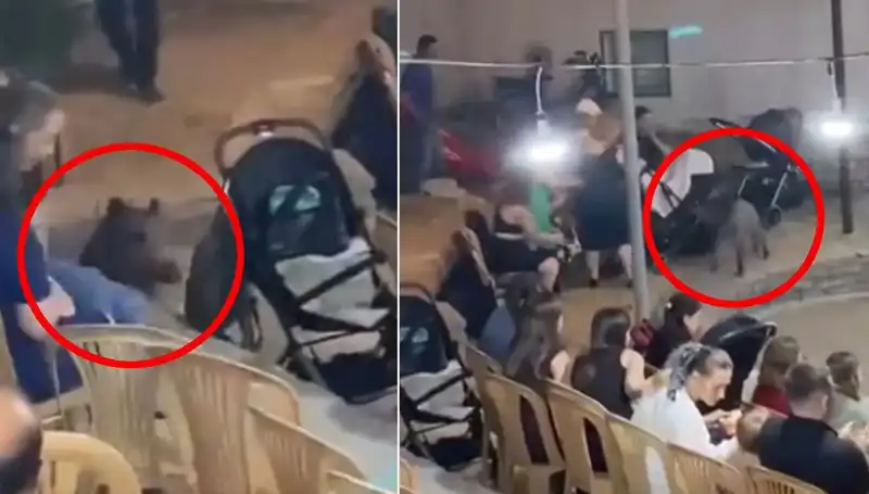 Düğün Törenine Yaban Domuzu Fısıldadı: Eğlence Yerini Paniğe Dönüştürdü