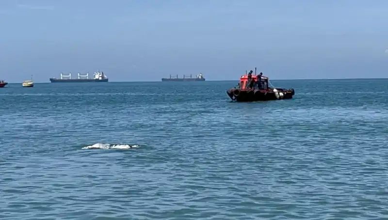 Denizin Ortasında Angus Şaşkınlığı: Sürpriz Görüntü Sosyal Medyayı Salladı