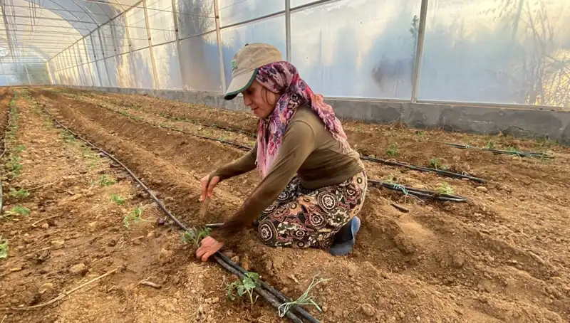 Fideler Toprakla Buluşuyor: Güneşin Altında Günlük 6 Saat Çalışma