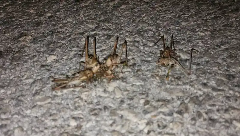 Yüzlerce Çekirgenin Yolu İstila Ederek Yüzleri Değiştiriyor!