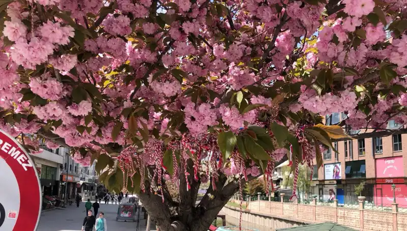Süs Erik Ağacına Bağlanan Geleneksel Martenitsa: Anlamı ve Tarihçesi