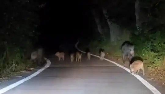 Elazığ'da Domuz Sürüsü Yola İnince Trafik Kilitlendi!