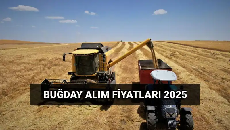 2025 Buğday Alım Ücretleri Ne Zaman Yatacak? TMO Fiyatları Belirlendi!