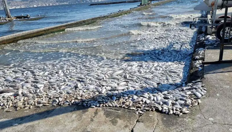 İzmir Körfezi'nde Temizlik Çalışmaları Başladı: Sıfır Atık Hedefiyle Yeni Dönem