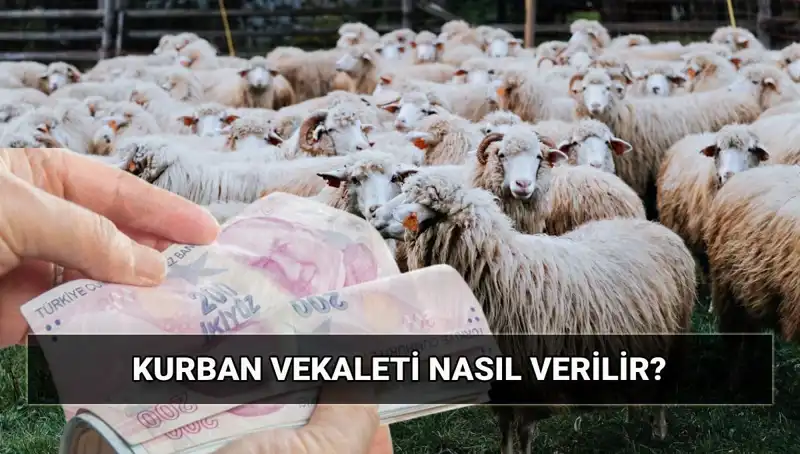 Vekaletle Kurban Kesimi 2025: Diyanet'in Belirlediği Bedel ve Süreç Hakkında Bilgiler