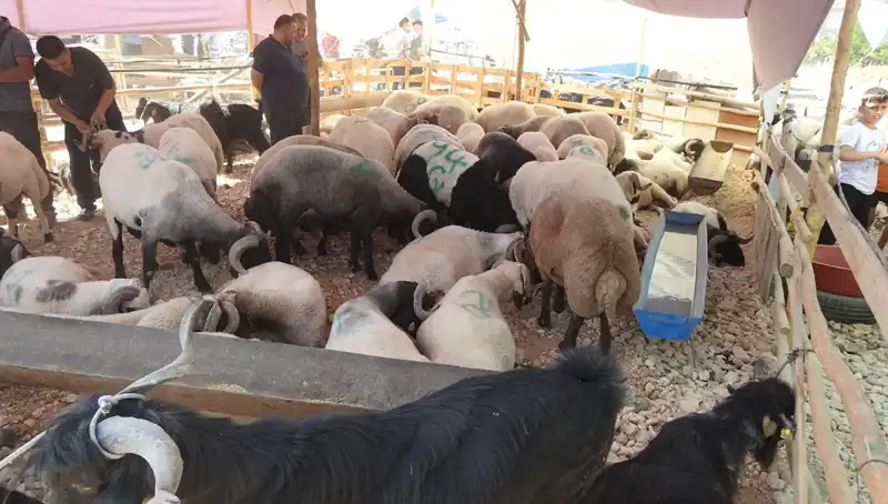 Kurban Bayramı'nda Hayvan Pazarları Cıvıl Cıvıl: Talep Patladı!