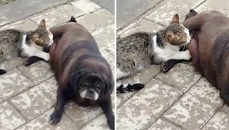 İkili Sevgi: Erzurum Sokaklarında Bir Köpeğin Kediyi Emzirdiği Anlar