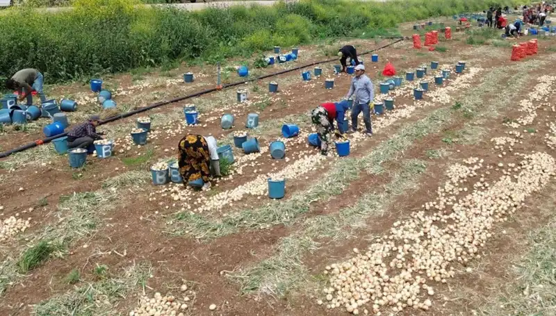 Soğan Hasadı Başladı: Pazar Fiyatları Düşmeye Başladı!