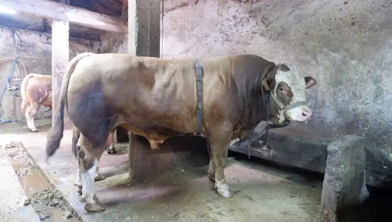 Tam 1 Ton 200 Kilo! Fiyatı Duyunca Şaşıracaksınız
