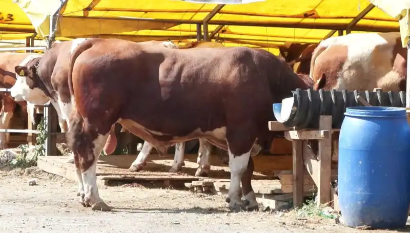 Kurban Pazarlarında Hareketlilik: Hayvan Fiyatları ve Alışveriş Trendleri Nedir?