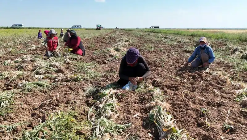 Rusya, Almanya ve İspanya’nın Antibiyotiği: Yeni Hasat Dönemi Başladı