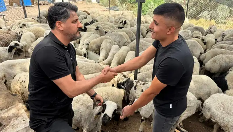 Kurbanlık Alırken Dikkat! Tuz ve Sumak İle Şişkin Görünen Koyunlar
