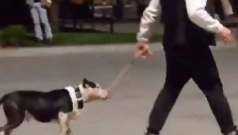 Ağızlıksız Pitbull, Diğer Köpeklere Saldı: Sahibine Para Ceza Kesildi
