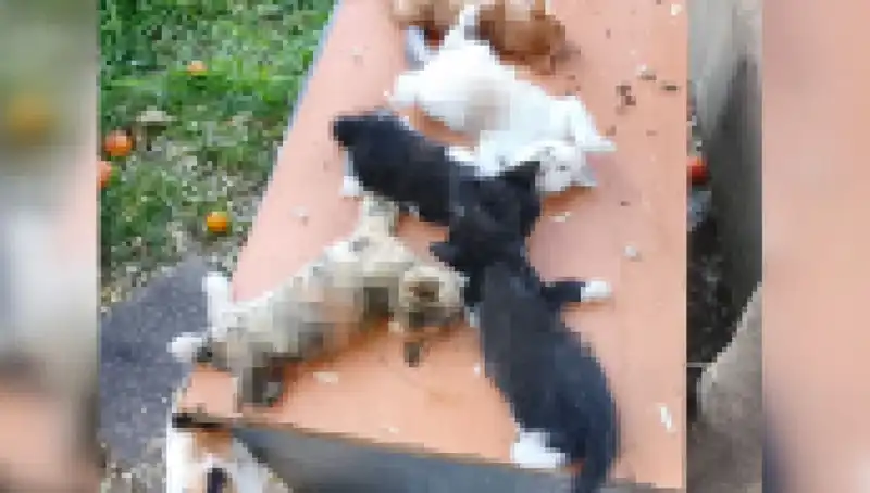 Bursa'da Yavru Kedi Katliamı: Sekiz Masum Hayvan Hayatını Kaybetti