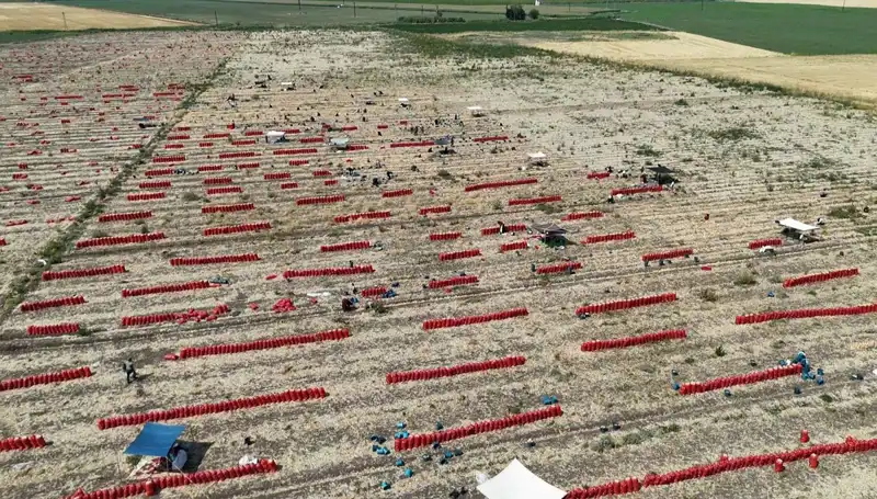 40 Derece Sıcaklıkta Tarlada Fiyatlar Düşerken Çiftçiler Zor Günler Geçiriyor