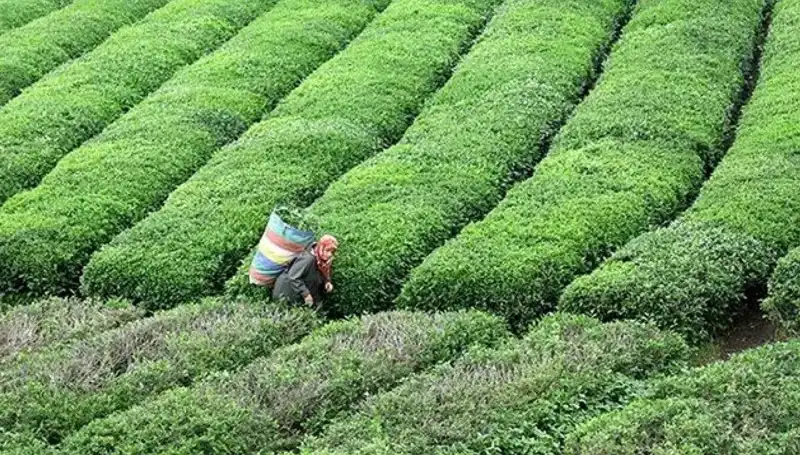 ÇAYKUR, Bayramda da Taze Yaş Çay Alımını Sürdürecek