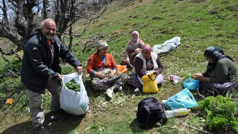 Doğal Yaşamın Peşinde: 250 Lira Değerindeki Mantarın Toplanma Mücadelesi