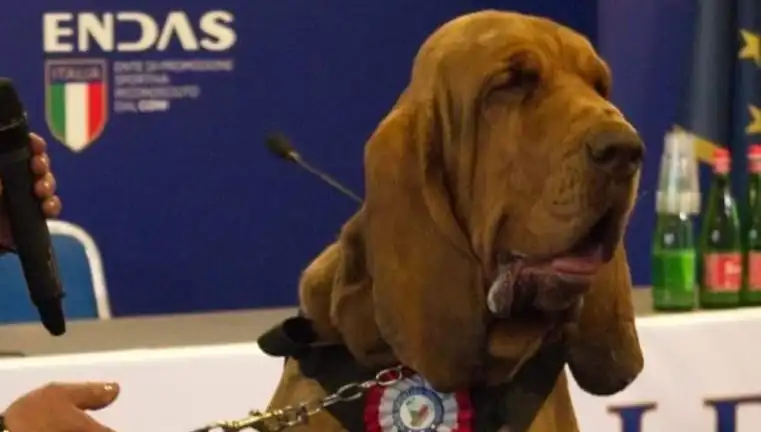 Arama Köpeğine Yönelik Şok Edici Suikast Tehlikesi: Çivili Sosisle Öldürüldü!