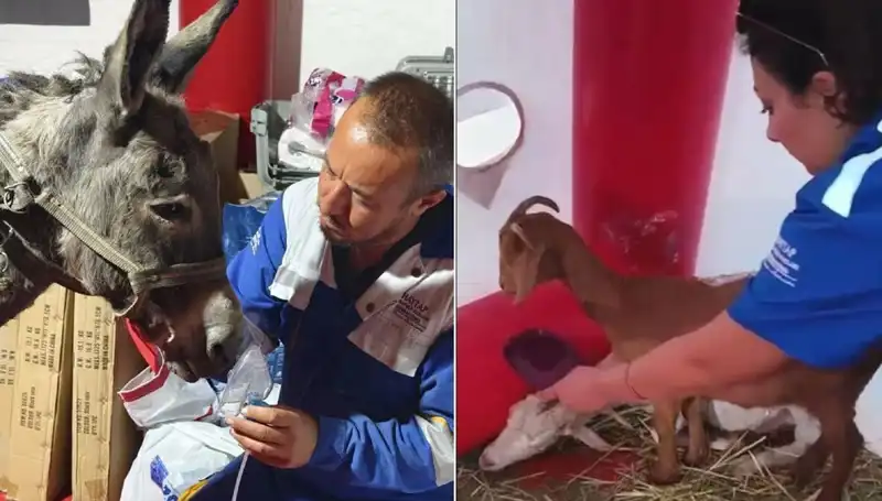 Yangın Kurbanı Eşeğe Oksijen Maskesi Uygulandı: Hayvan Sağlığında Yeni Bir Dönüm Noktası mı?