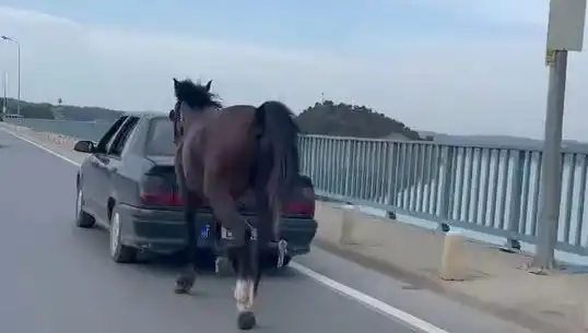 Adana'da Skandal: Ata Eziyet Eden Kişi Tutuklandı!