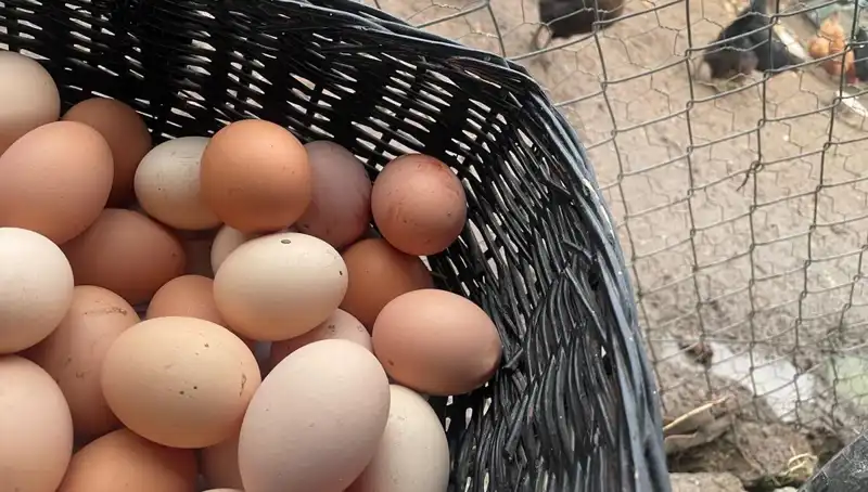 Okulların Açılmasına Özel: Dünyanın En Ucuz Protein Kaynağı